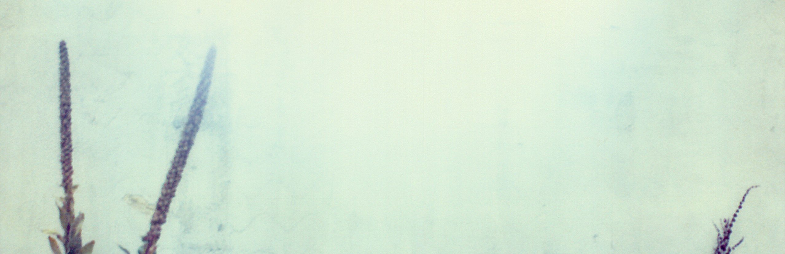 Polaroid Aufnahme mit abgelaufenem Film-Material und surrealer Farbigkeit von einem Mauer-Stück mit Pflanzen.